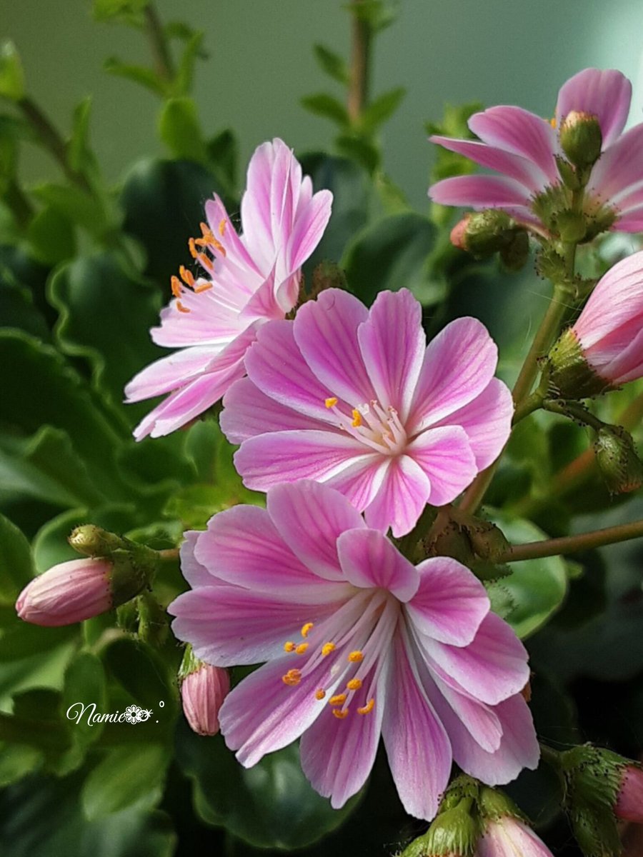 ✨ฅ🏵 たんぽぽなみえ 🏵 ฅ tweet media