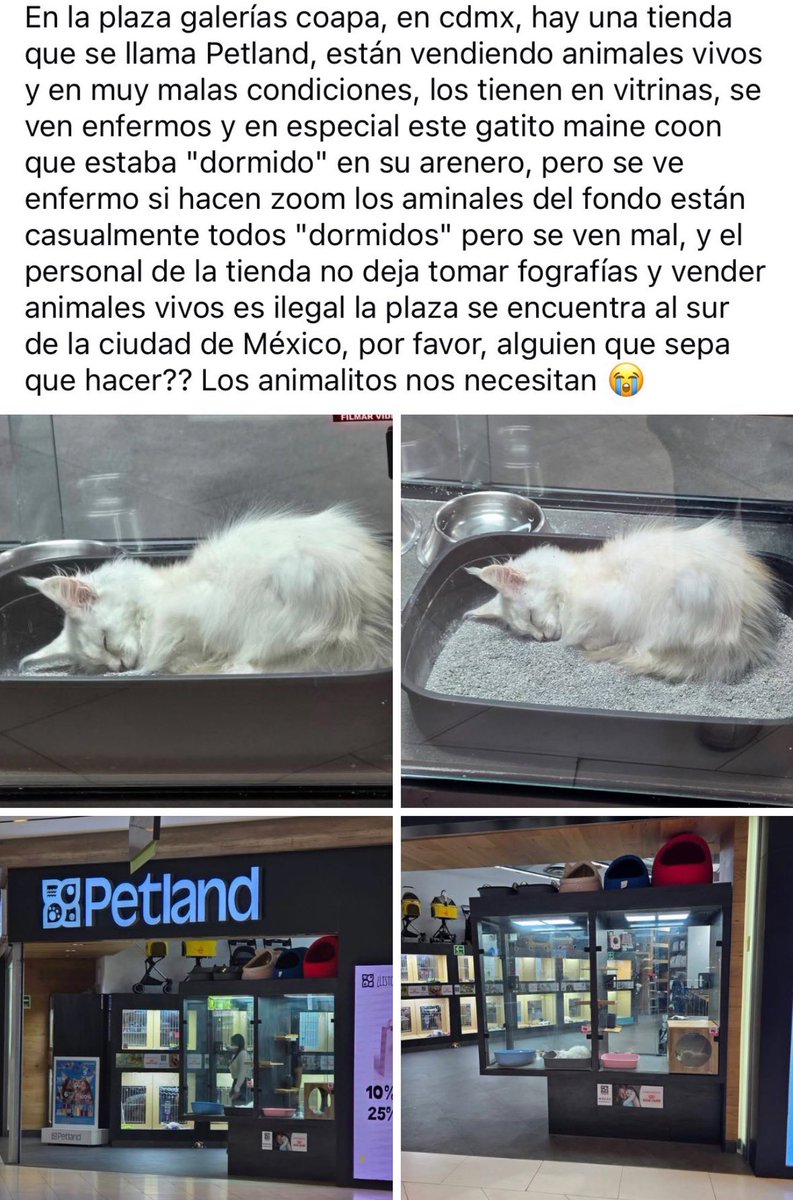 Urge su atención <a href="/PAOTmx/">PAOT</a> <a href="/AgatanCdmx/">Agencia de Atención Animal</a> <a href="/UCS_GCDMX/">Unidad de Contacto del Secretario SSC CDMX</a> <a href="/FiscaliaCDMX/">Fiscalía CDMX</a> 
🆘 <a href="/arturoislasX/">Arturo Islas Allende</a>