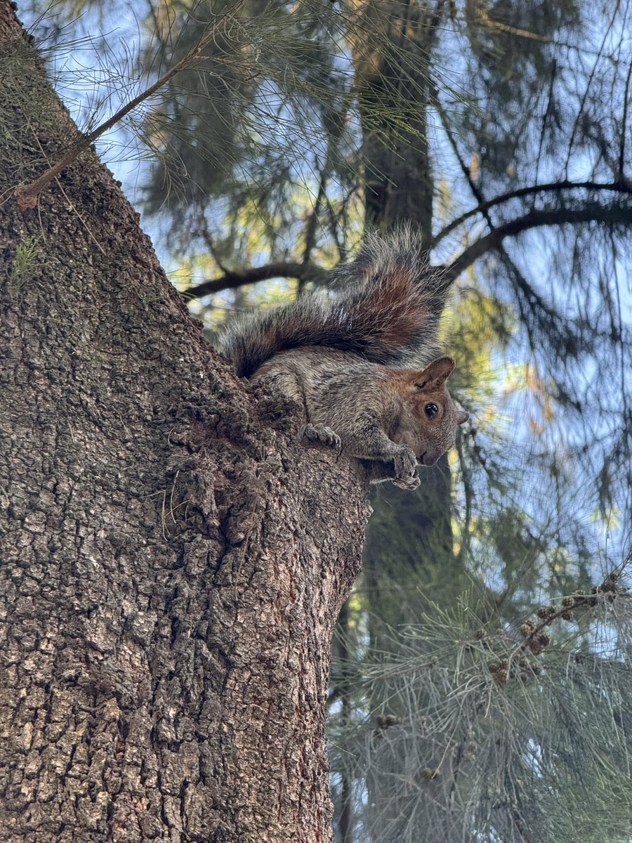 sele_nuska's tweet photo. #Ardillas 🐿️ https://t.co/tLQNy3kZFq