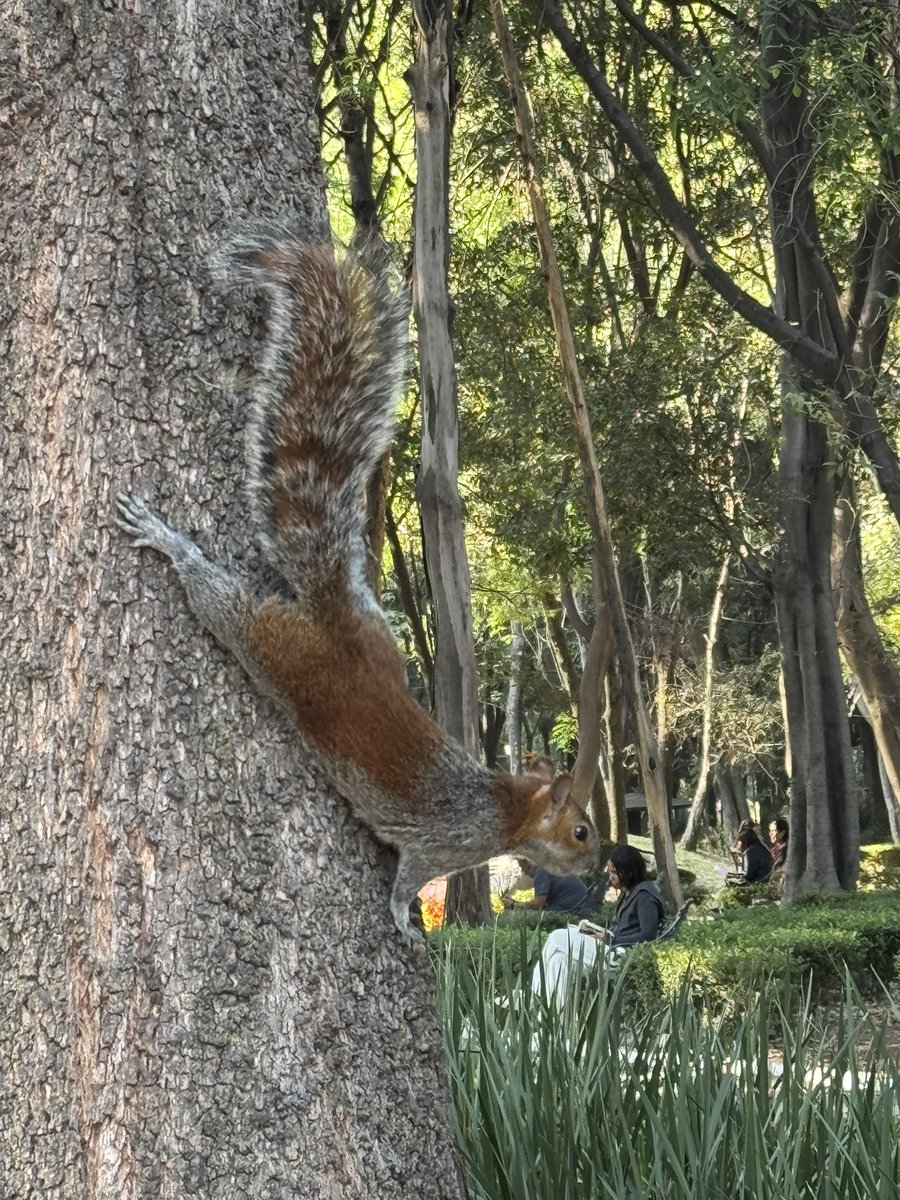 sele_nuska's tweet photo. #Ardillas 🐿️ https://t.co/tLQNy3kZFq