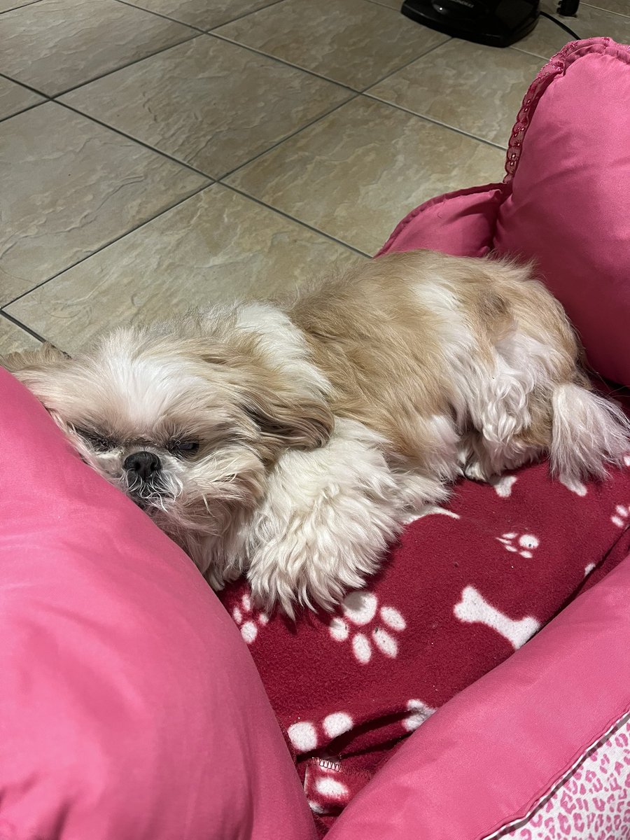 thaavb's tweet photo. oi gente, pra quem não conhece essa é a Suzy, a Susu, Suzinha, amor da minha vida. dia 23/01 descobri que a minha idosinha esta com Câncer, fizemos vários exames, cirurgia, remédios e gastamos tudo que a gente tinha e um pouco mais. https://t.co/23Vd3cdhuu