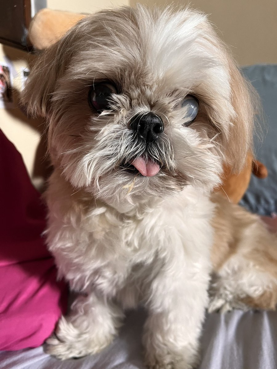 thaavb's tweet photo. oi gente, pra quem não conhece essa é a Suzy, a Susu, Suzinha, amor da minha vida. dia 23/01 descobri que a minha idosinha esta com Câncer, fizemos vários exames, cirurgia, remédios e gastamos tudo que a gente tinha e um pouco mais. https://t.co/23Vd3cdhuu