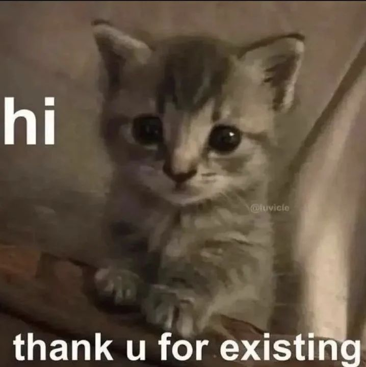 Punch Cat tweet media