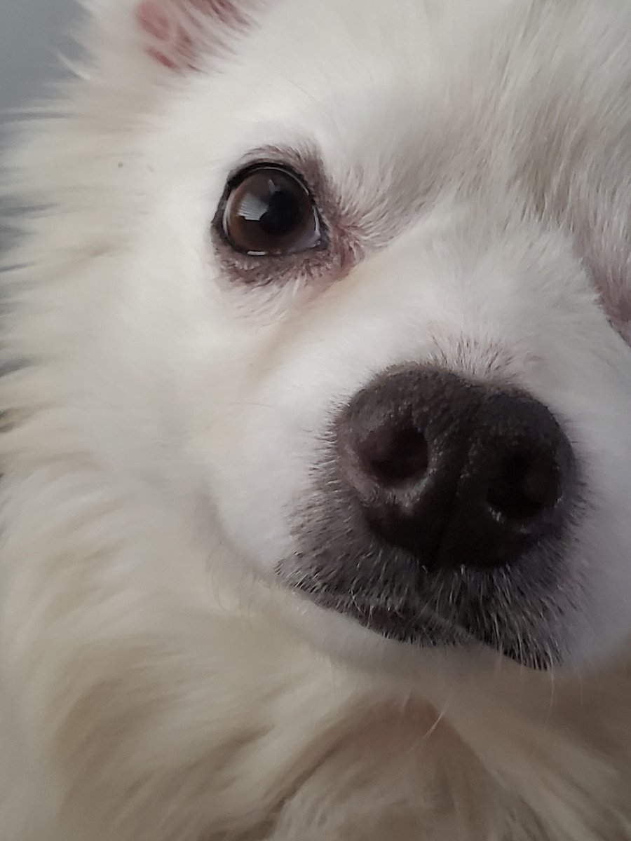 eskiedog1's tweet photo. Meet Darla, a gentle 8‑year‑old girl finally getting her second chance. She’s shy, sweet, and slowly learning to trust after years without the comfort she deserved. Darla needs a patient, loving foster or adopter who can help her continue to blossom. Email info@eskierescuestl.org https://t.co/y958imNfz8