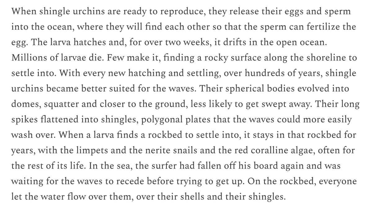 rafaela_kottou's tweet photo. My latest, on lava rocks and shingle urchins, up on my stack https://t.co/sTCx0xY1Wy