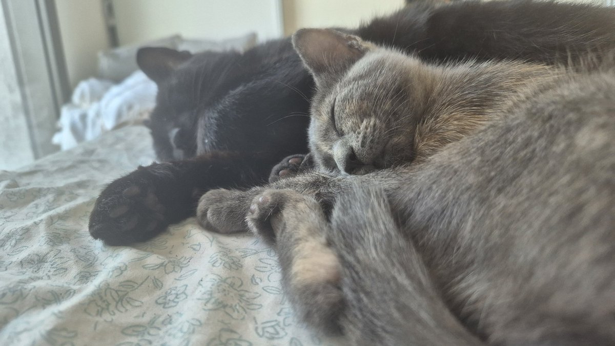 Regina Falange 💚 tweet media