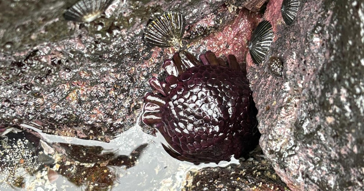 rafaela_kottou's tweet photo. My latest, on lava rocks and shingle urchins, up on my stack https://t.co/sTCx0xY1Wy