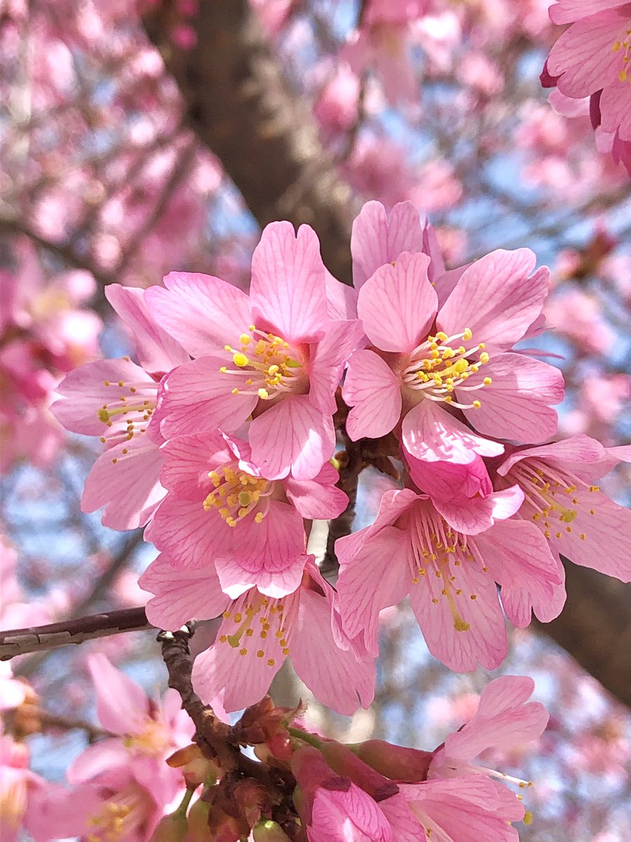 はっちゃん tweet media