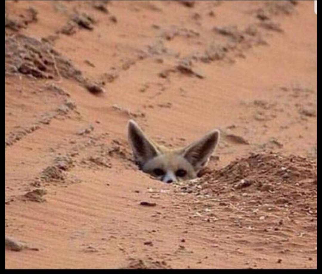 الحوثي هذا اليومين