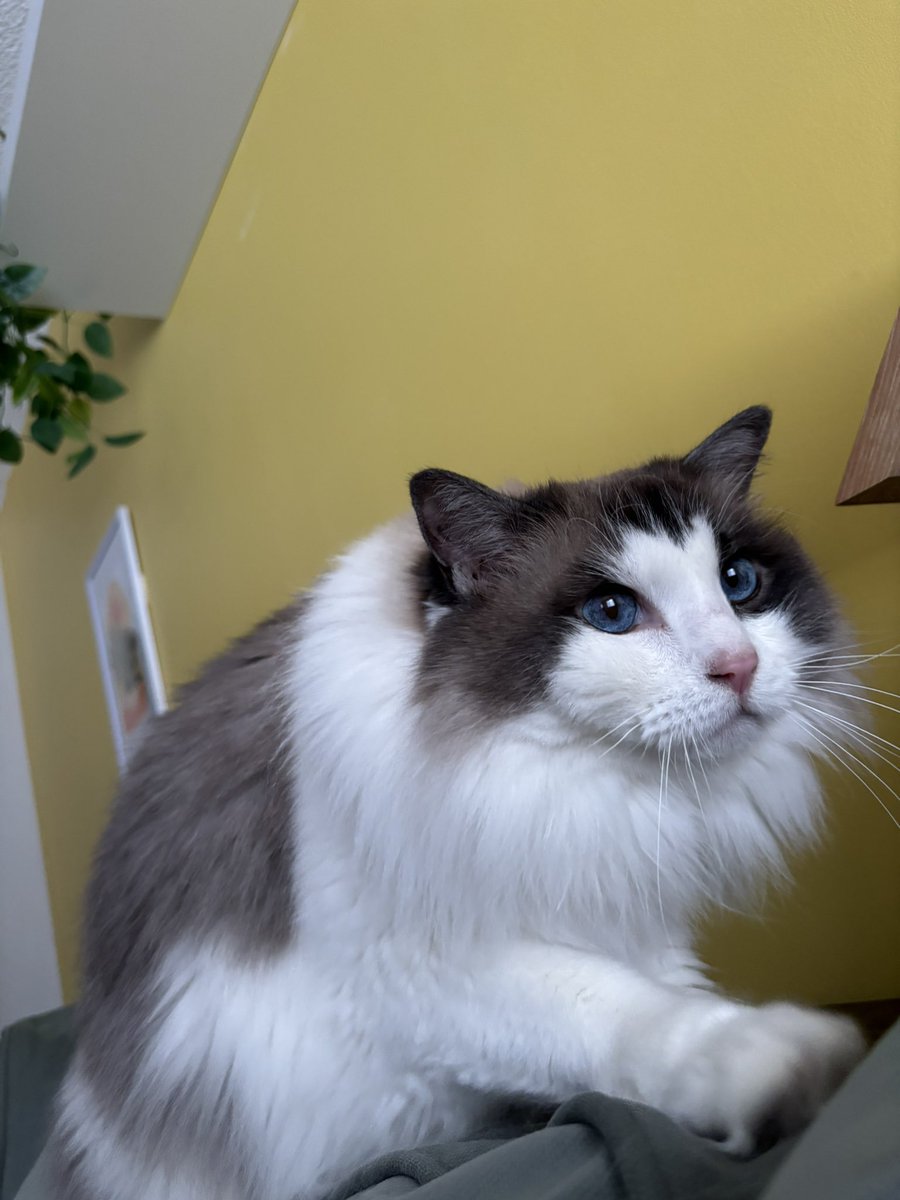 Cameron Wilkinson tweet media