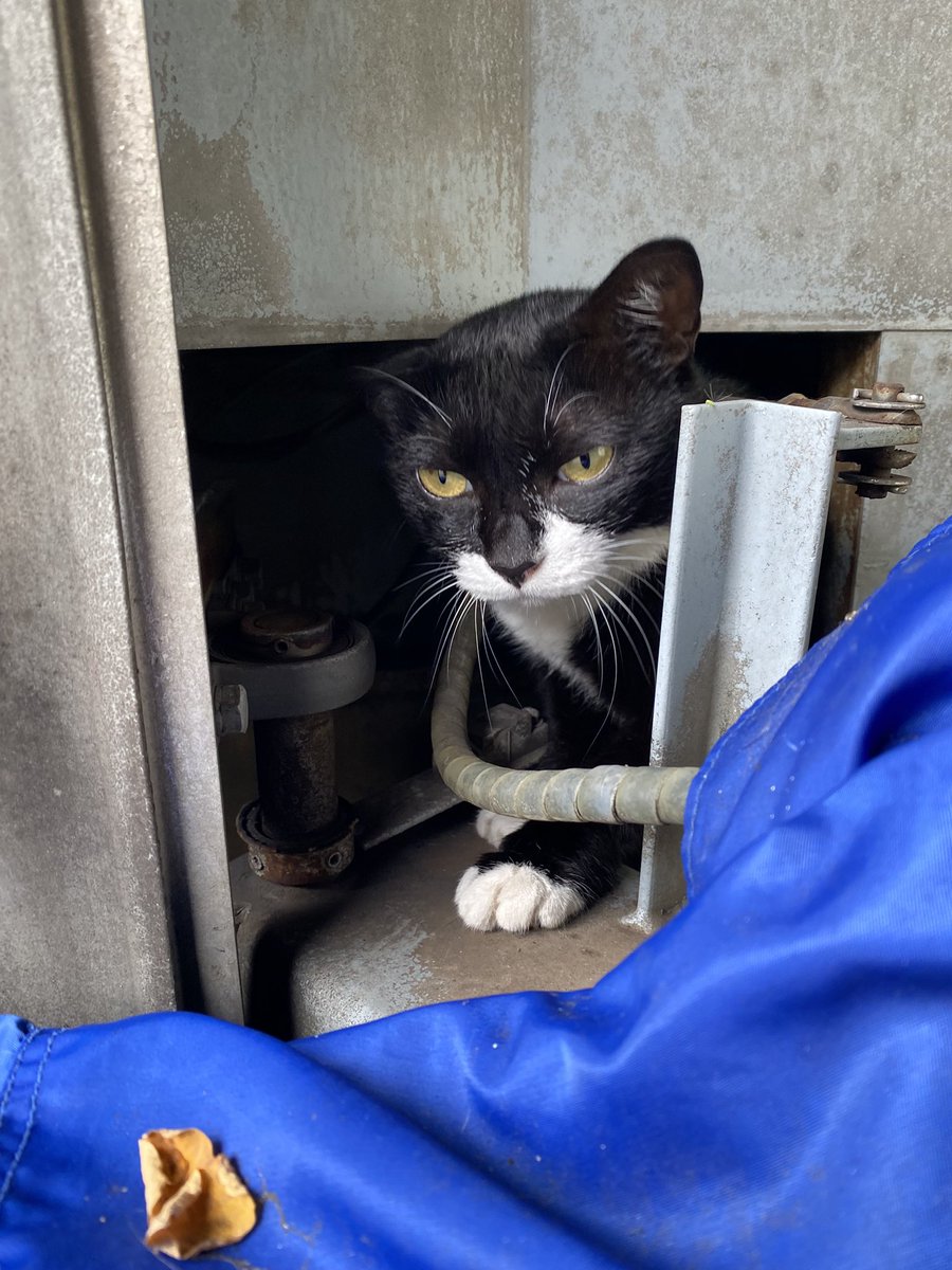 にゃん太郎 (@nyannyan__taro) / Posts / X