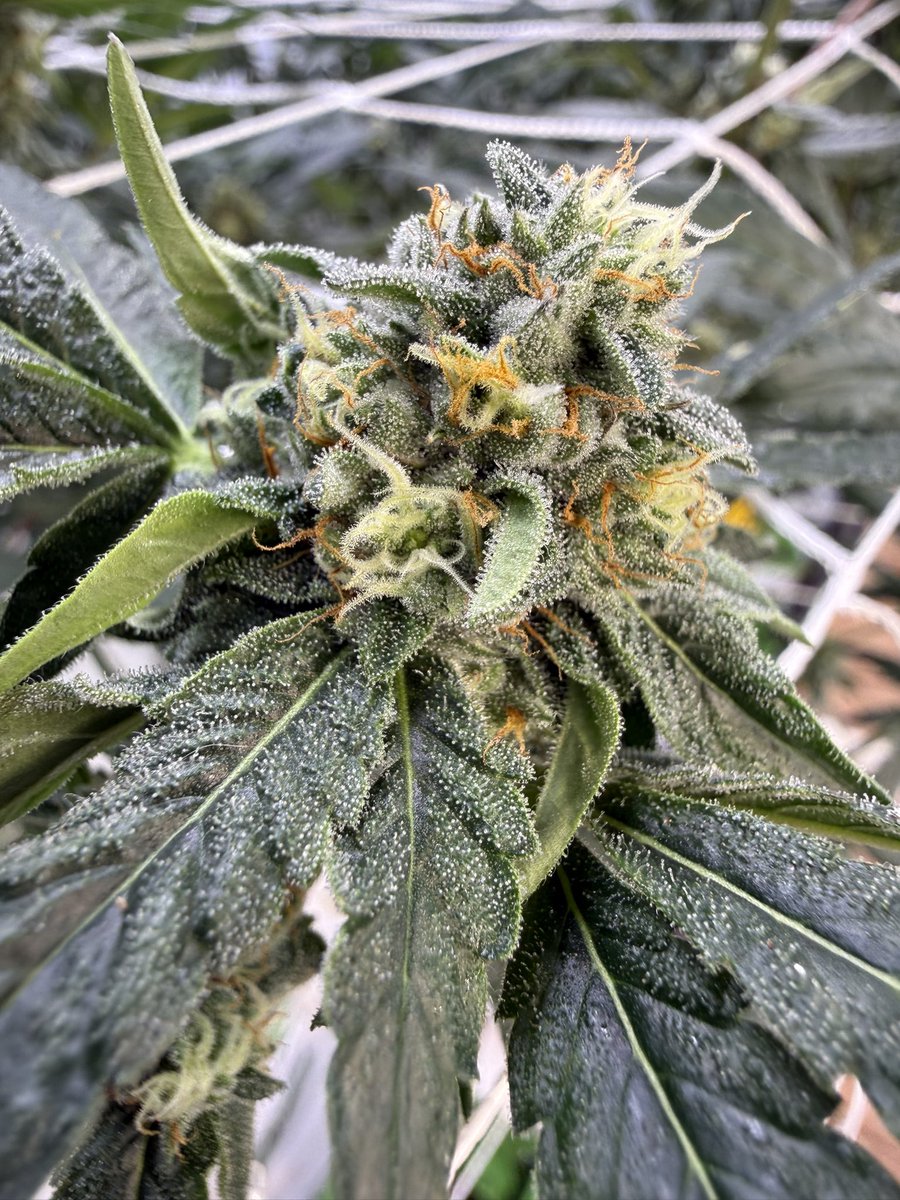 str8flame tweet media