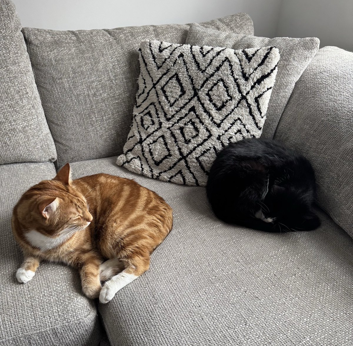 Cedric The Cat tweet media