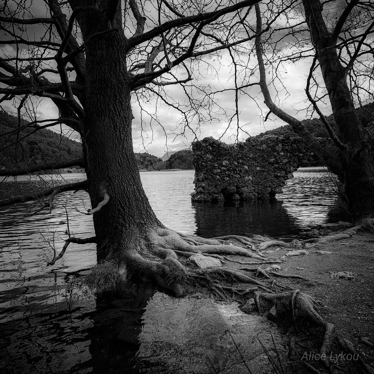 Alice in the clouds tweet media