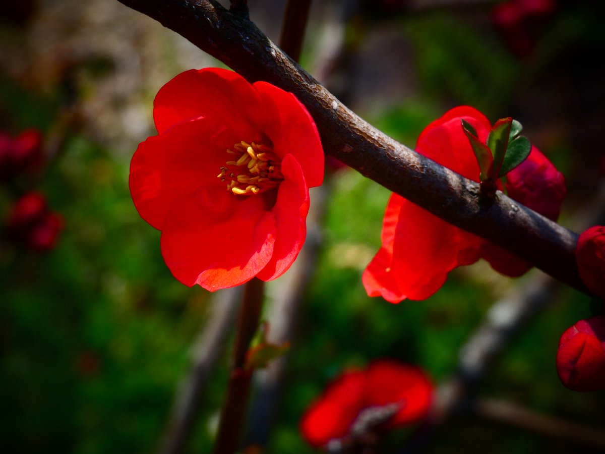 まちぼうけのまっちゃん(通知不具合ありお返し出来ません ごめんなさい🙏🙇) tweet media