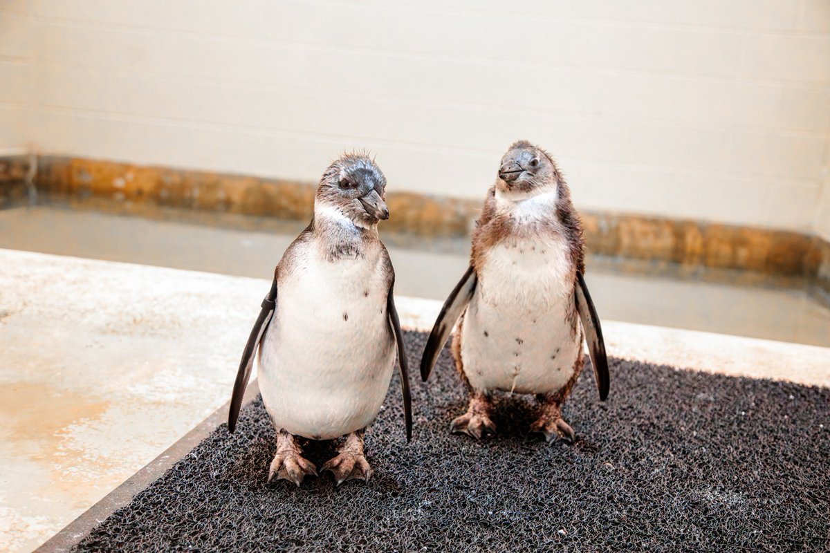 Tulsa Zoo tweet media