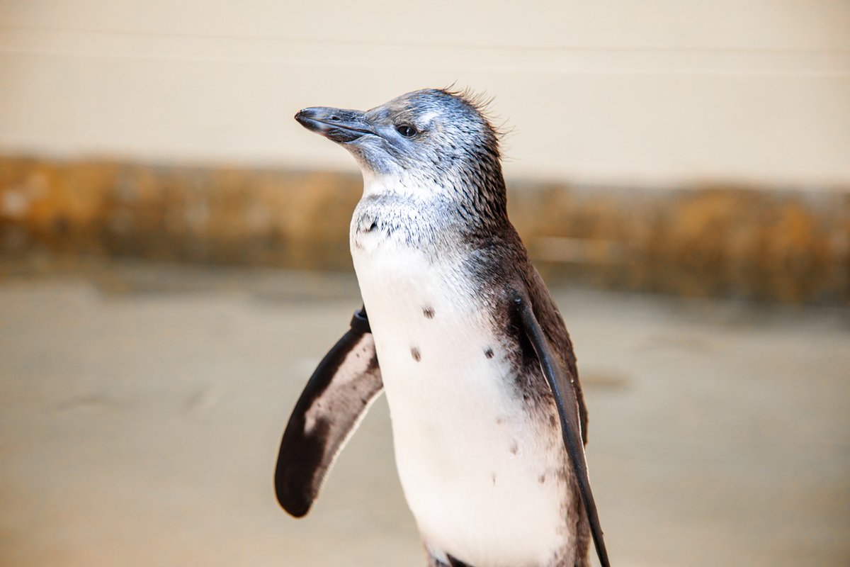 Tulsa Zoo tweet media