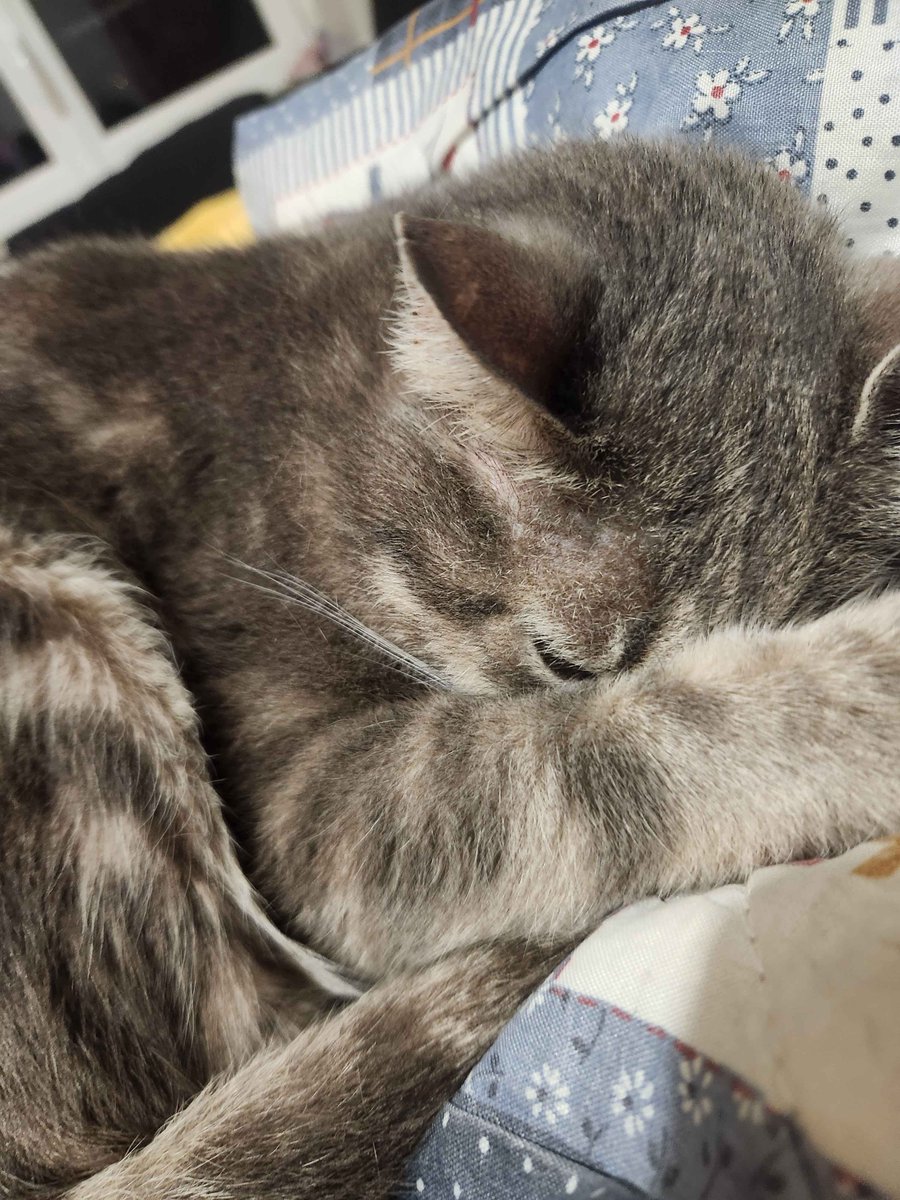 Axolootl |✨Work on my V2✨| tweet media