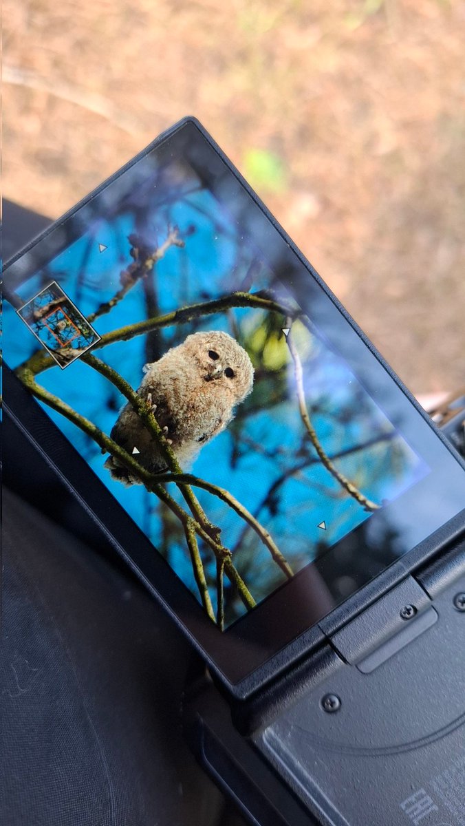 Josefine tweet media