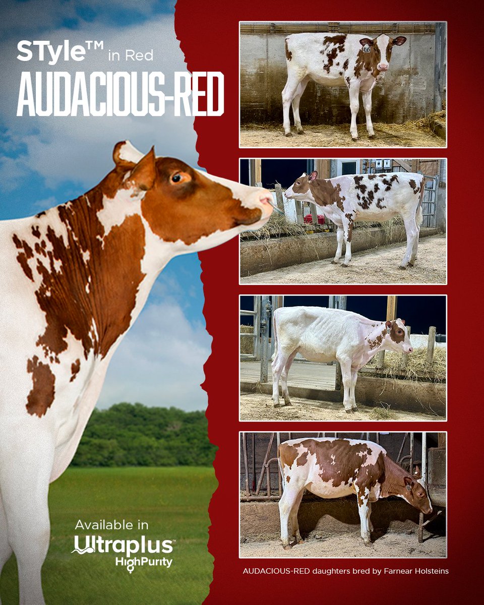 STgenetics's tweet image. #AUDACIOUSRED – A Daring Red Genetic direction!
AUDACIOUS-RED is +2.42 GPTAT +1.97 UDC +2423 GTPI
AUDACIOUS-RED is +2.42 GPTAT +1.97 UDC
AUDACIOUS-RED is +2423 GTPI
AUDACIOUS-RED is a STructure™ STyle sire available in #UltraplusHighPurity™: bit.ly/3ZKerNU
#STgenetics