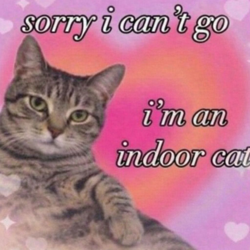 Cool Cat Society (@coolcatsociety) on Twitter photo 