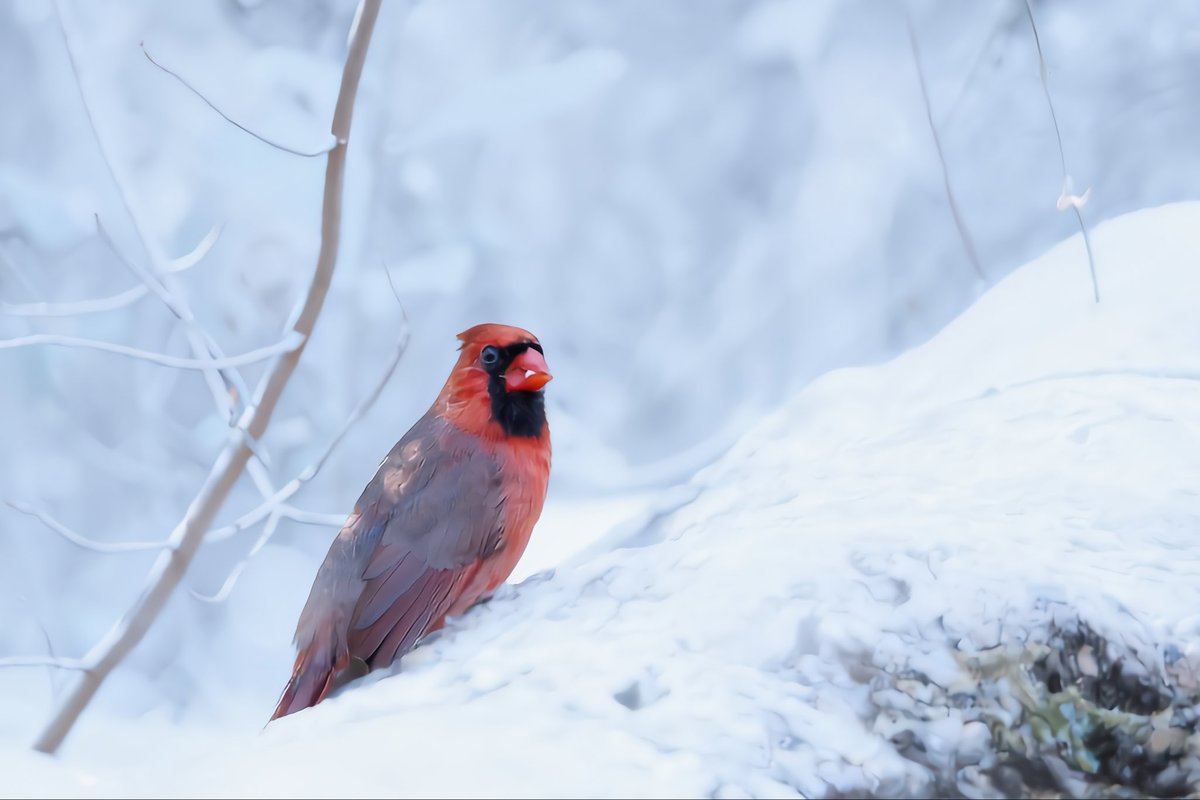 Northern Cardinal, Blizzard 2026 Long Island