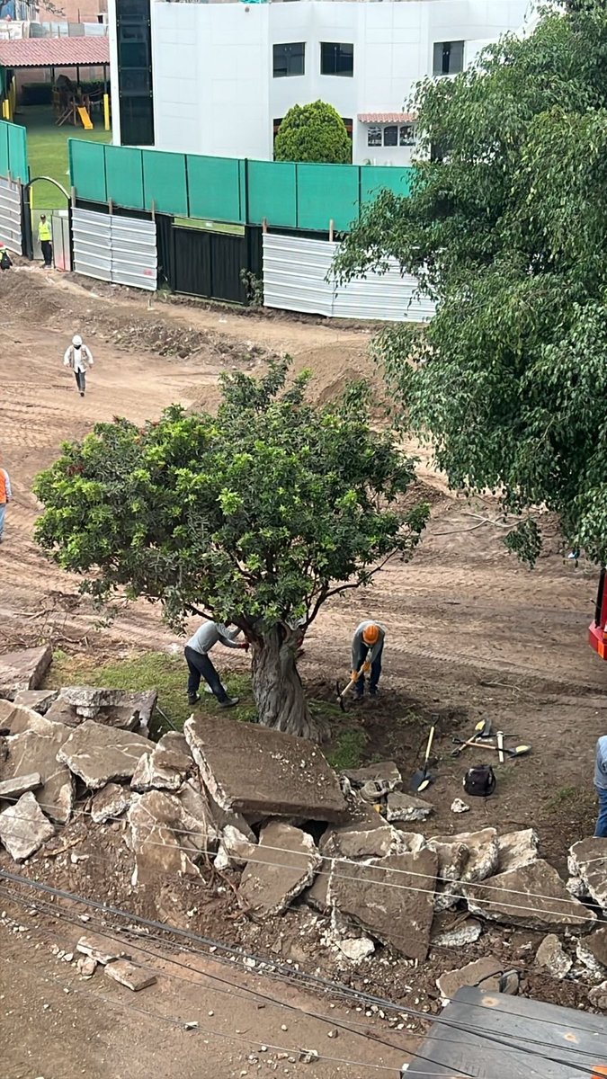 Rosendo_Maqui's tweet photo. @Epicentro_TV Retiran árboles plantados por vecinos fundadores hace más de 40 años. Se pidió que los reubiquen en la misma berma central. Como no hay expediente técnico ni estudio de impacto ambiental, estas decisiones las toman a medida que avanzan los trabajos. #ViaExpresaSur #PorEstosNo2026 https://t.co/9nTjxaQ3P2