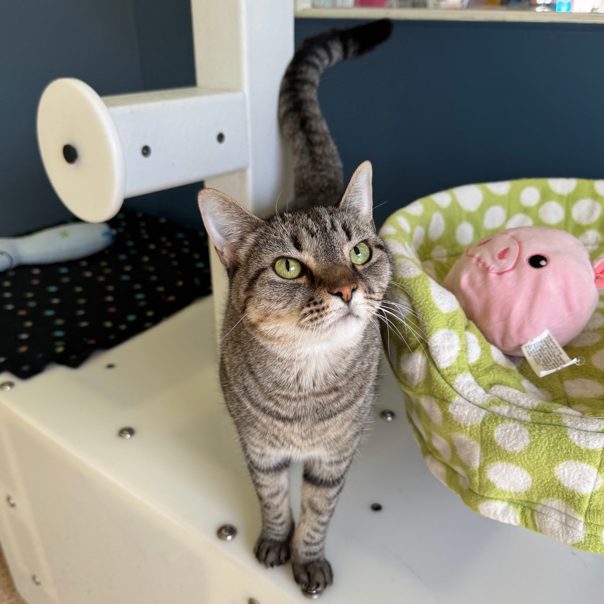 Tree House Humane Society tweet media