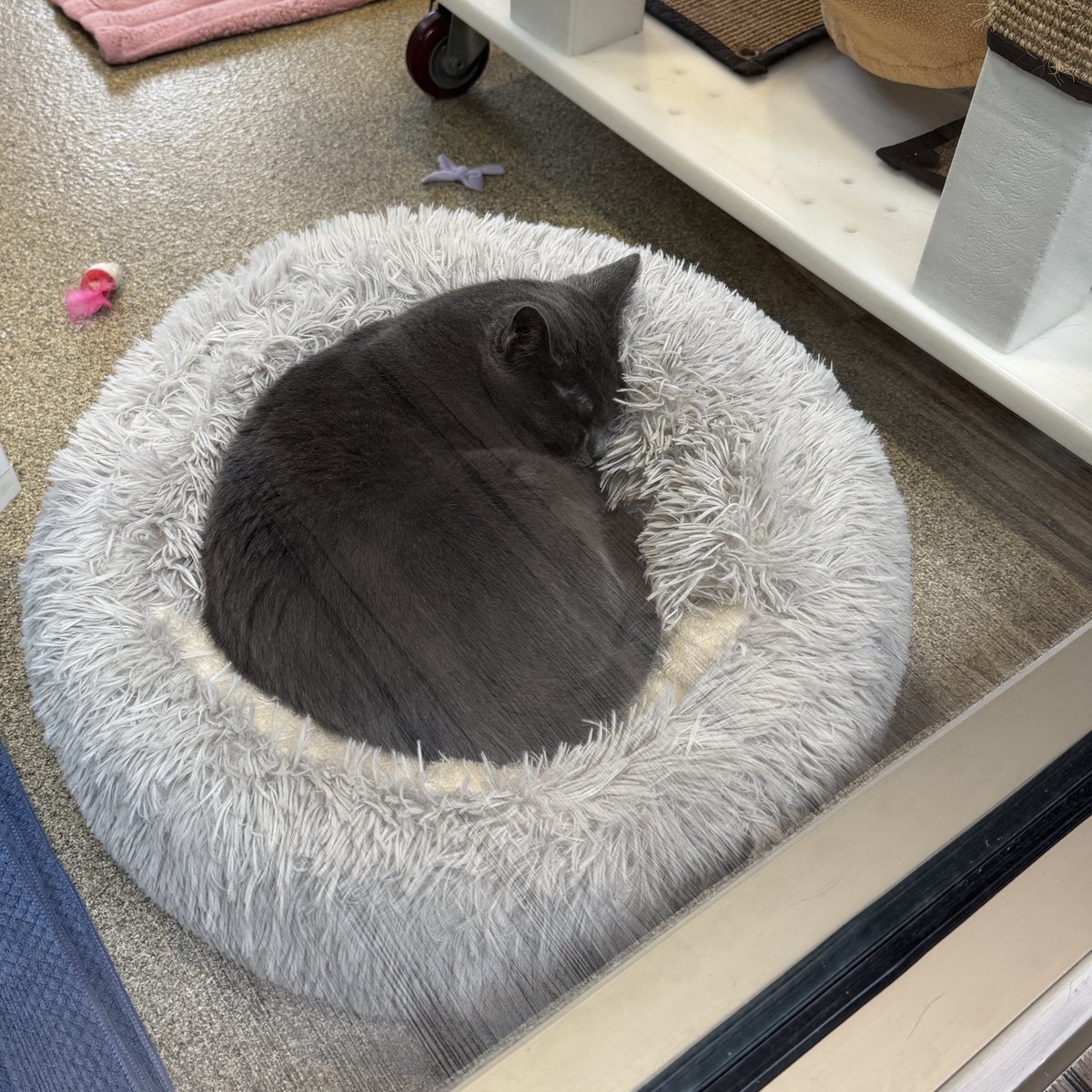 Tree House Humane Society tweet media