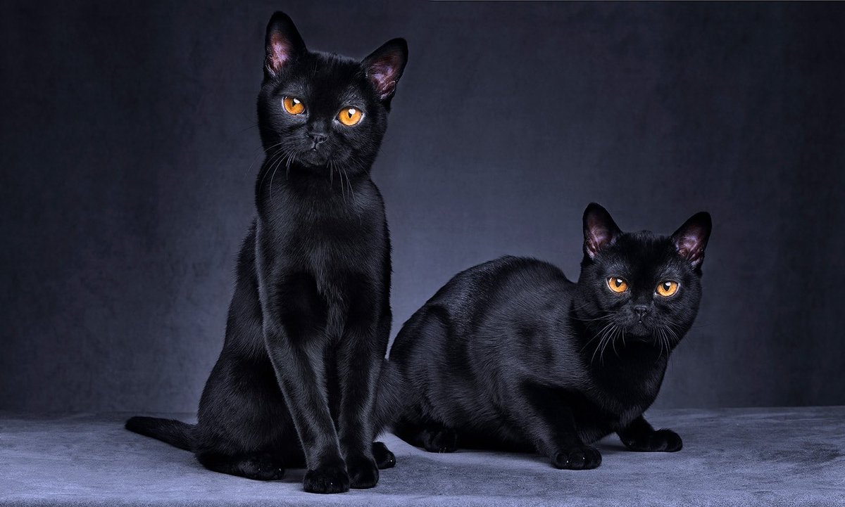 Robyn Connery tweet media