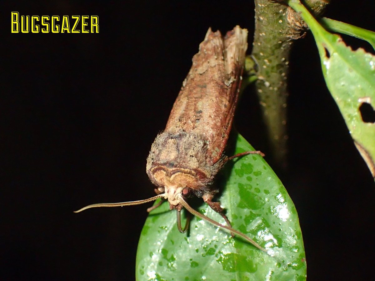 某むっしー㌠@切り紙の人 (@RTBGz01mkTNLBo0) / Posts / X