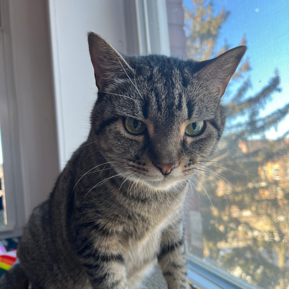 Tree House Humane Society tweet media