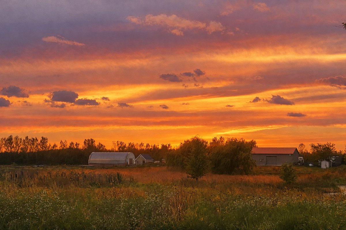 Farm 2 Veteran tweet media