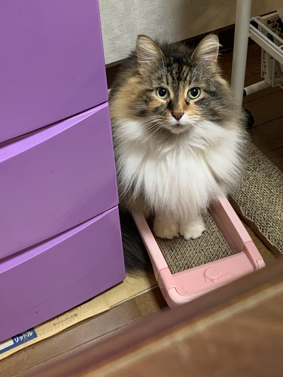 おはようニャン🐱🌸 今日もよろしくにゃ😺 #ノルウェージャン #猫好き