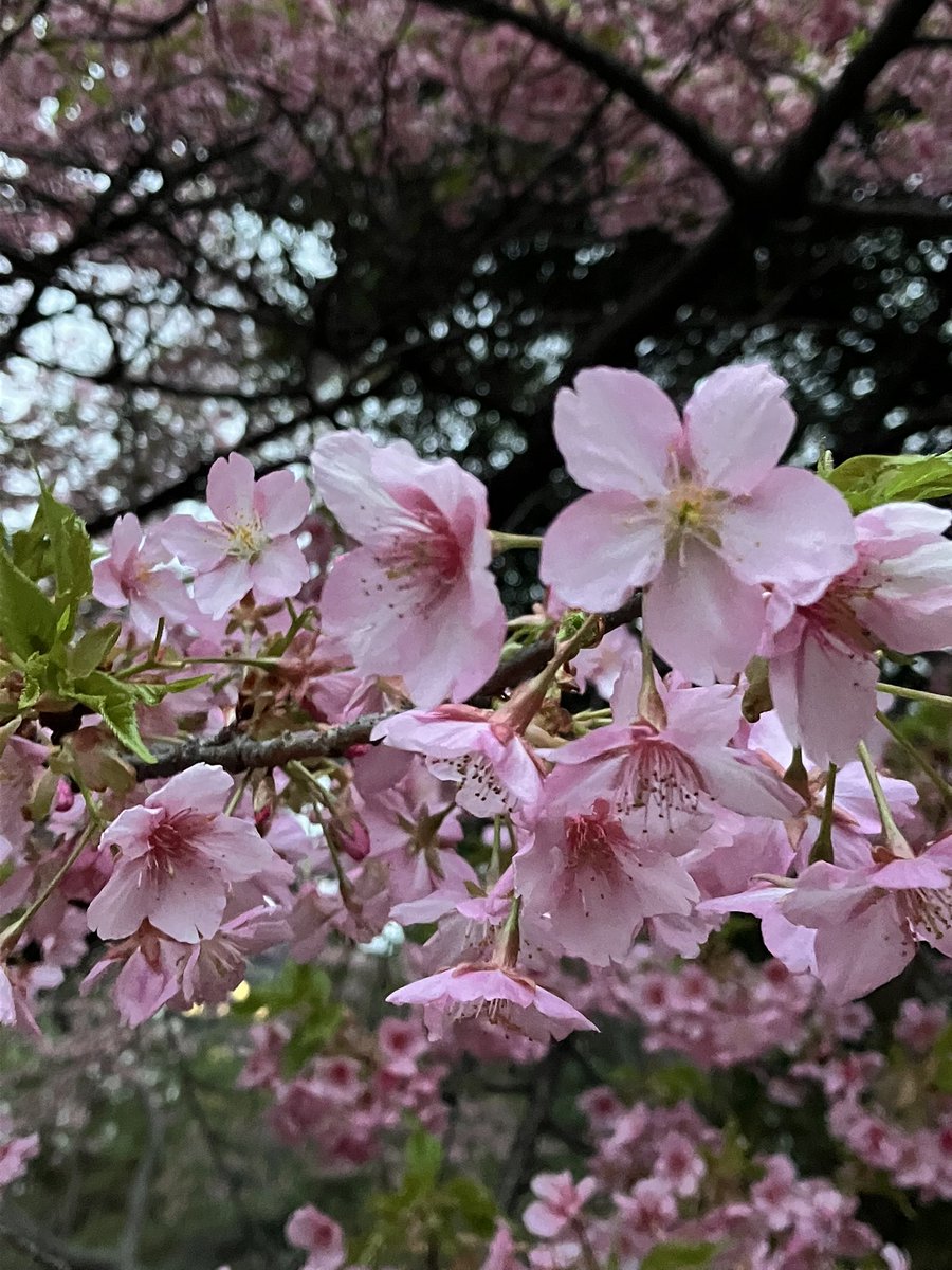 3月2日の皇居北の丸公園🌸
河津桜かな？遠くから見えていたピンクの場所にたどり着き、mission completed👍しばし、誰もいない、贅沢なお花見を🌸 🌸🌸