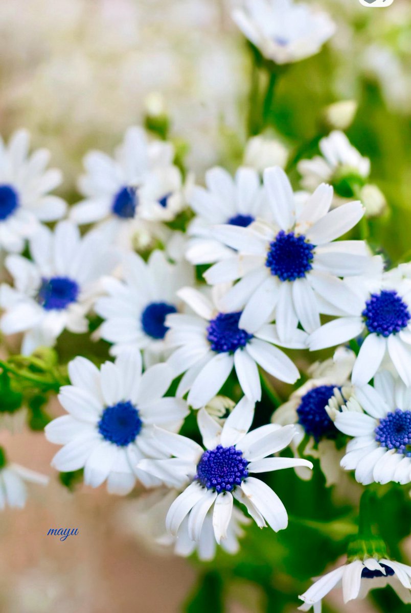 さざなみ tweet media