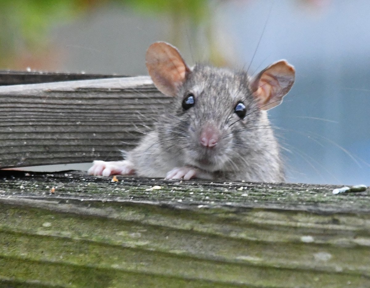 Paul Saffo tweet media