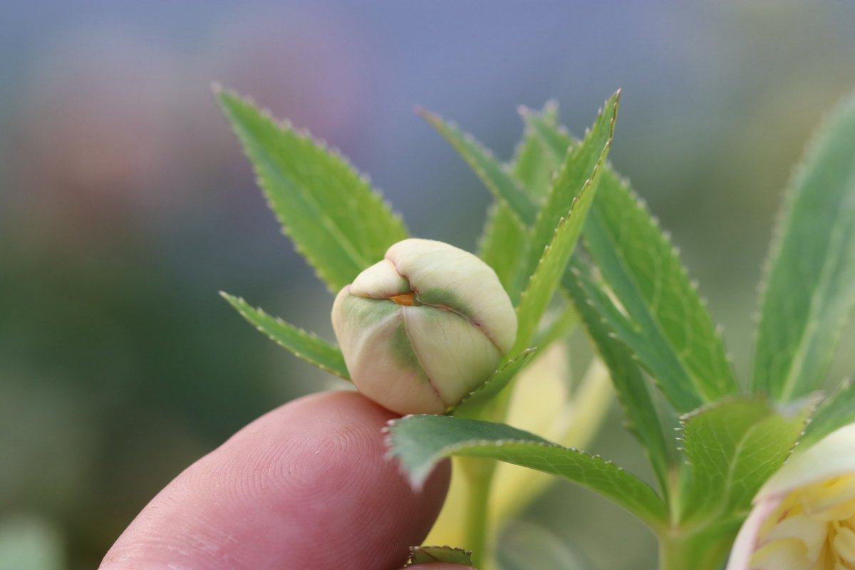 ohgi_nursery (@OhgiNursery) / Posts / X