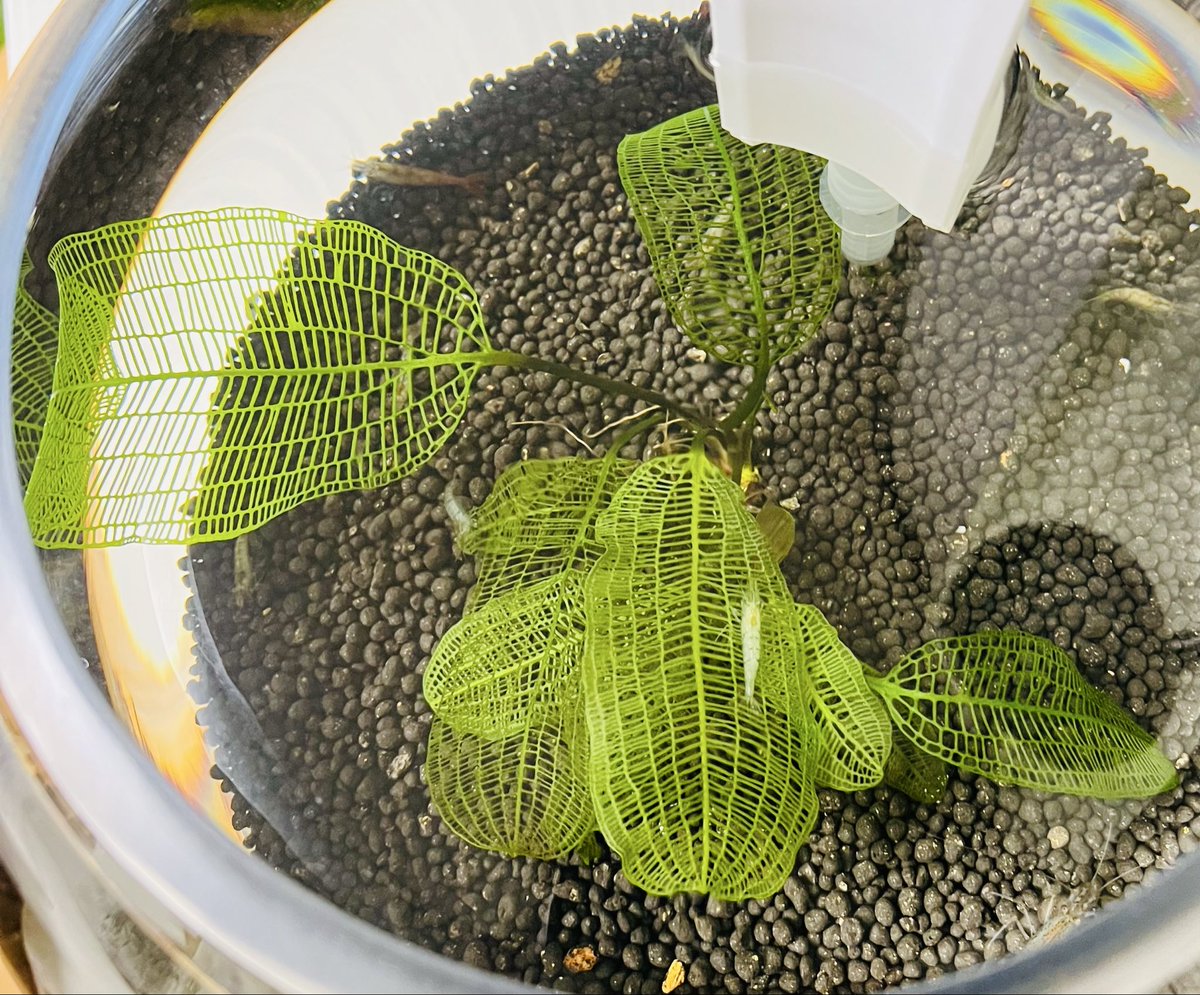 おはようございます レースプラント STONで水を動かしてます ソイルは