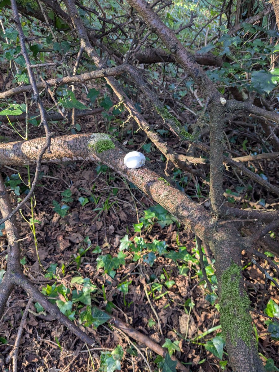 backpost5's tweet photo. #fungi #mushrooms #Nature 🍷🧀 https://t.co/zHwMdgncao
