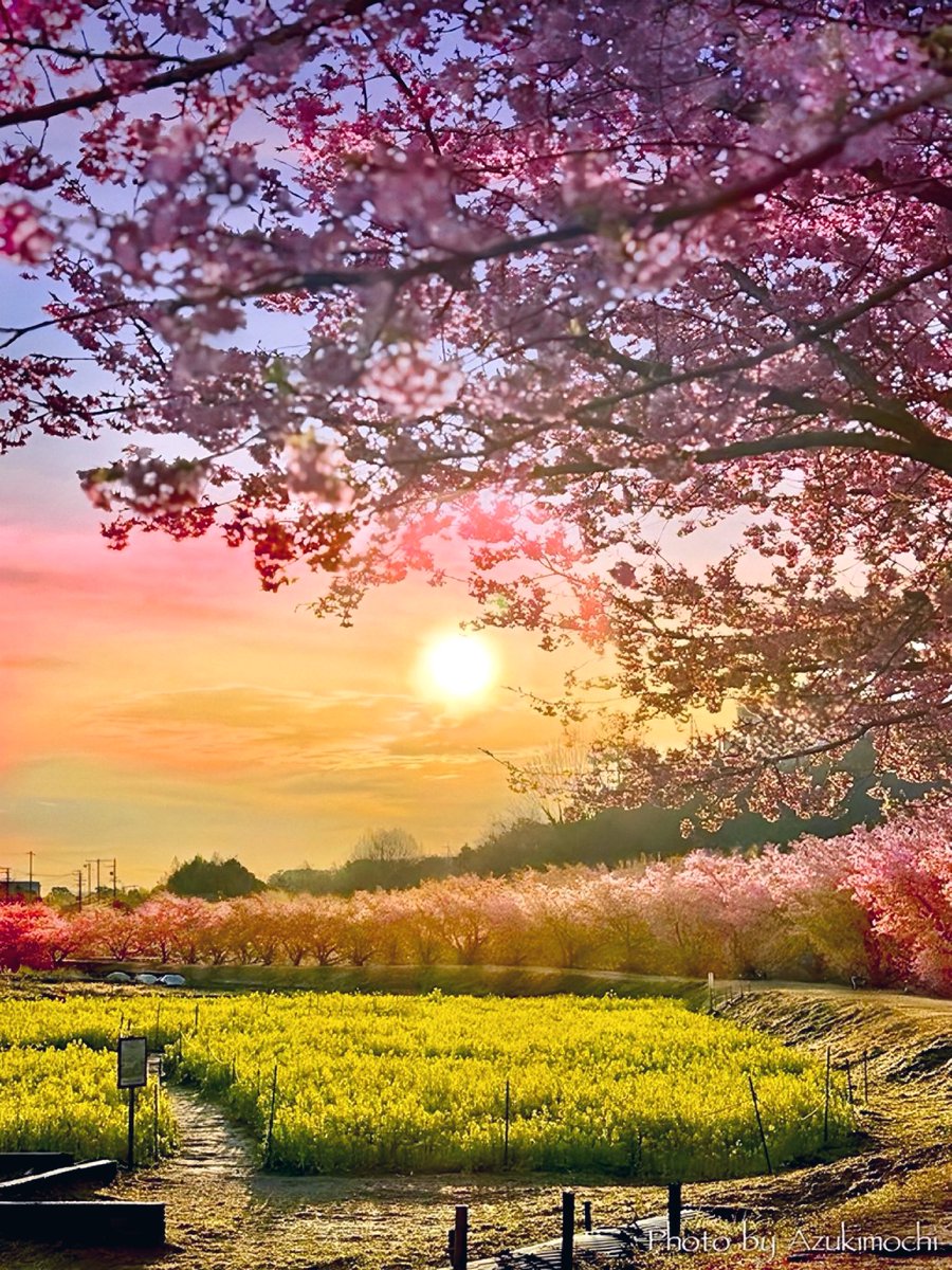 小豆餅乃部屋 ⚘ ⡱ tweet media