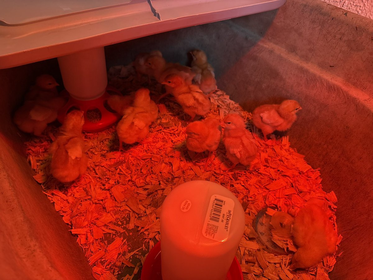 Update on the chicks! They are now just over a week old! ✨
