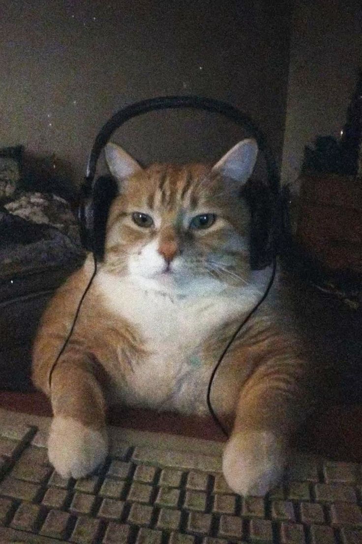 yappers.somi tweet media