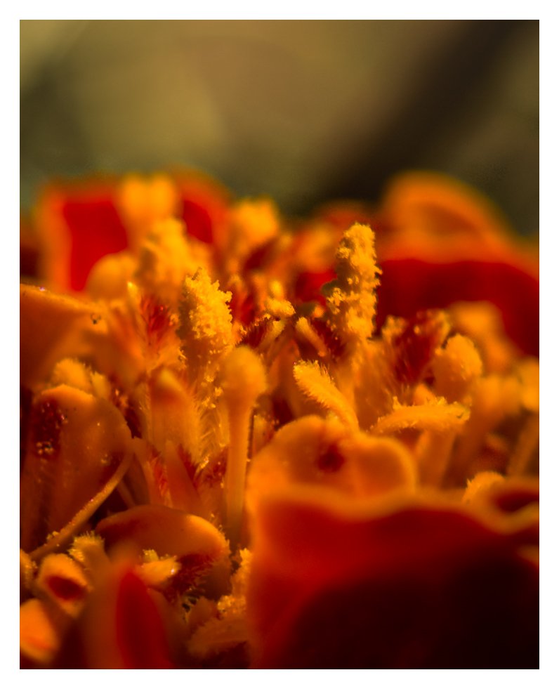 bosestabok's tweet photo. World in macro.

Shot on @realmeIndia GT6T
Edited on @Lightroom https://t.co/aCiLZRNxlB