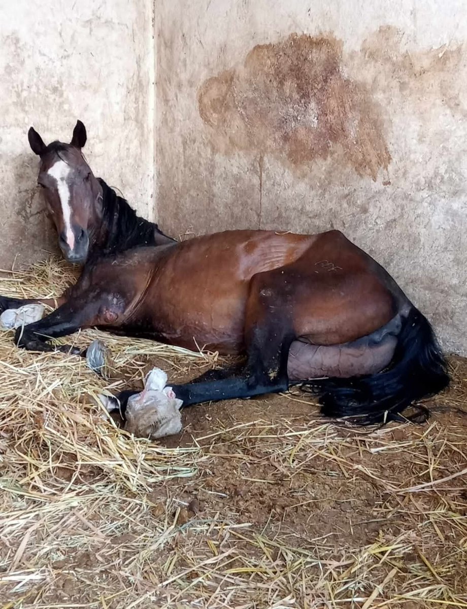 Gobierno de Brugada también oculta información sobre los caballos de la policía

En septiembre de 2025, elementos de la Secretaría de Seguridad Ciudadana filtraron fotografías de caballos de la corporación en condiciones indignas. 

Animales con heridas abiertas, algunos