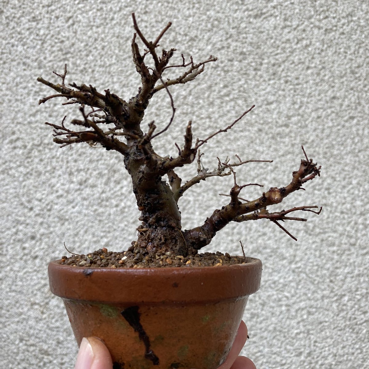 ニレケヤキです。昨年取り木をしたものを切り離して植え替えました