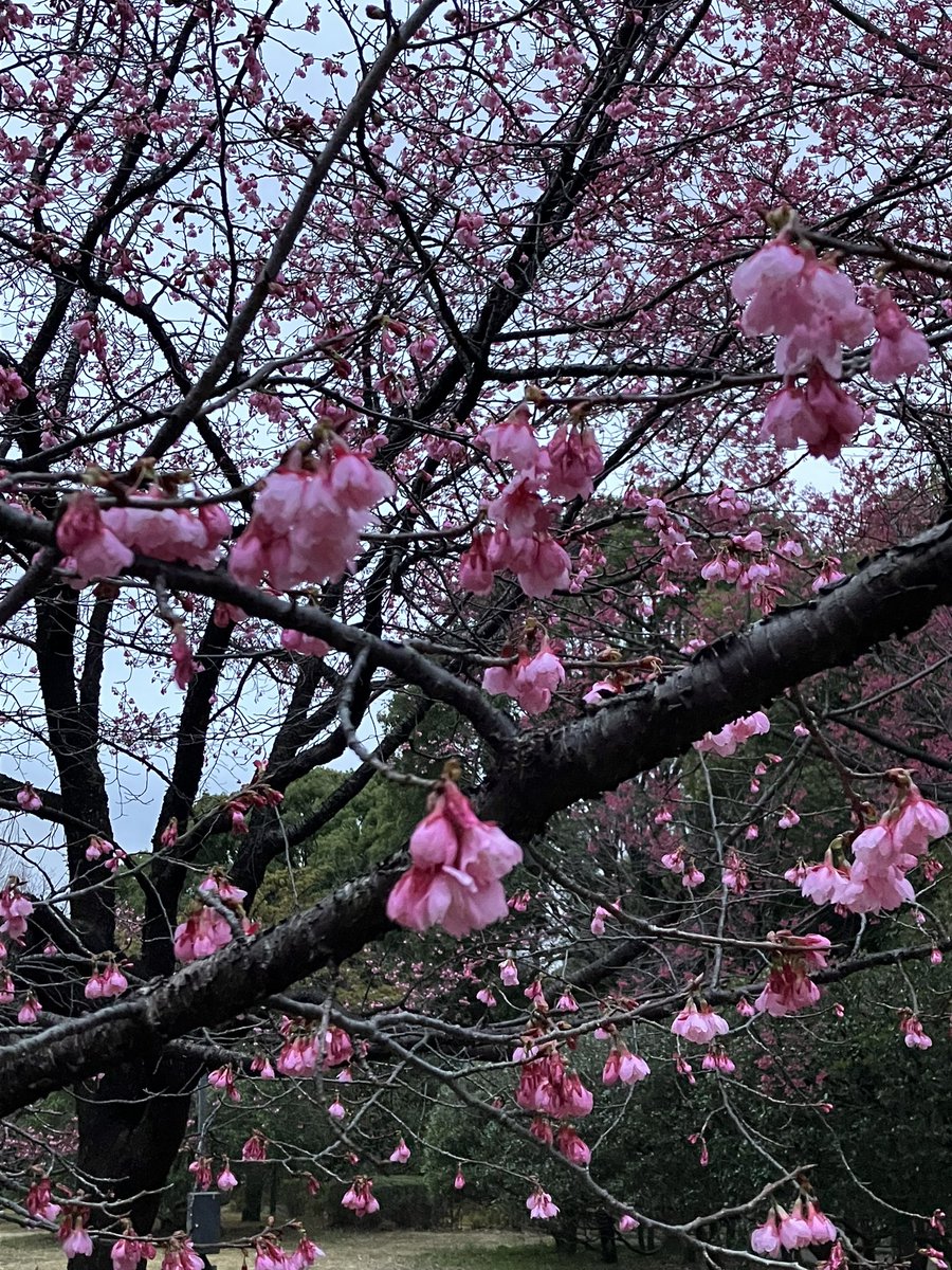 これは寒緋桜かな🌸
沖縄で桜といえば、こちら。
最近花見の時期に沖縄行けてなかったから、嬉しいなあ🌸🌸🌸🌸🌸