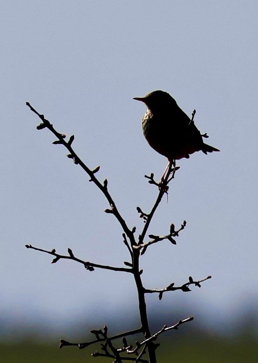 Edel Mairs tweet media