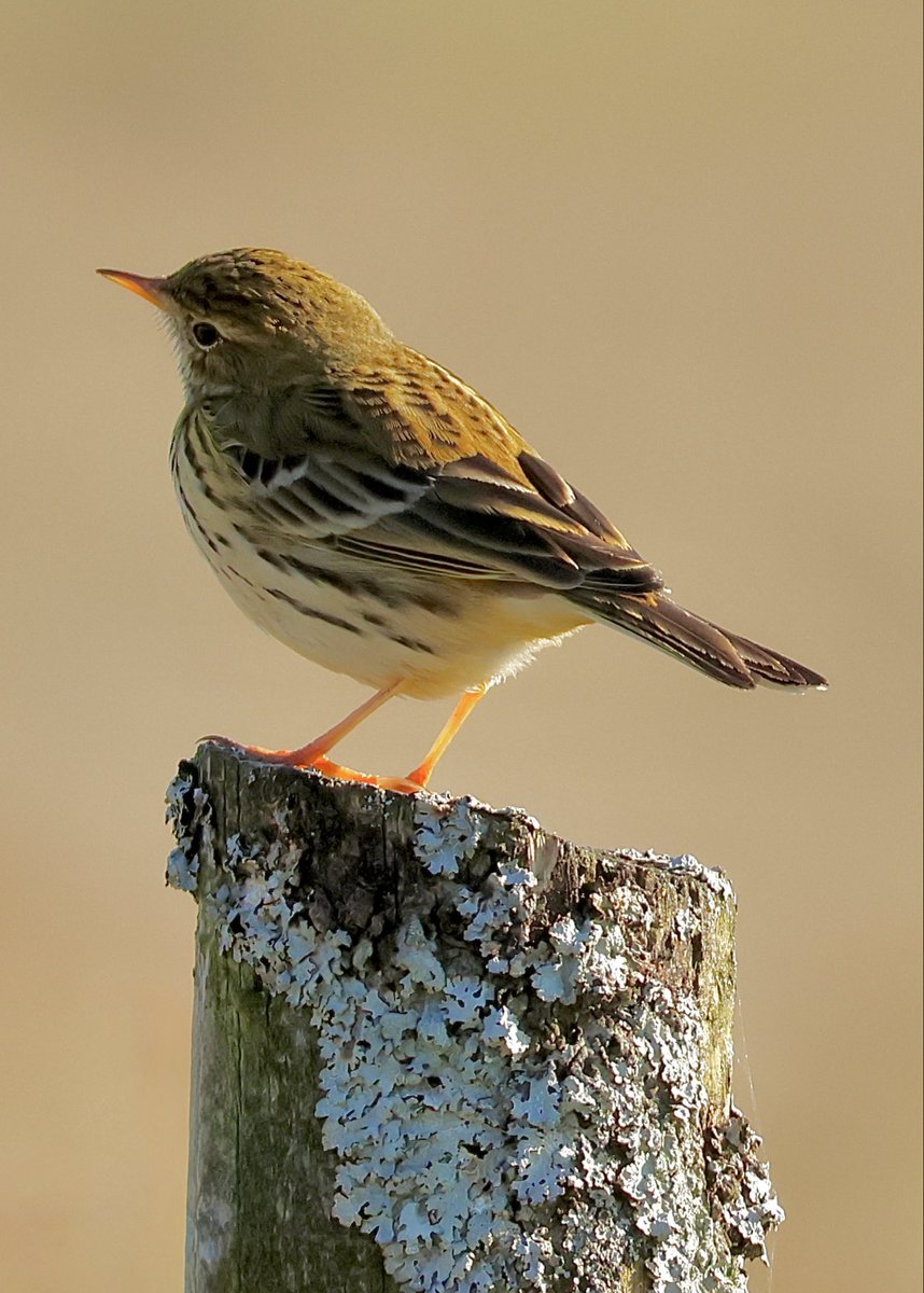 Edel Mairs tweet media