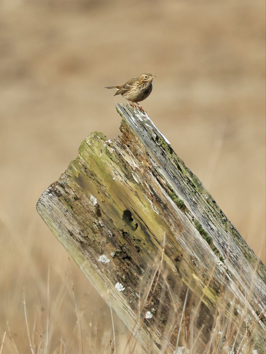 Edel Mairs tweet media